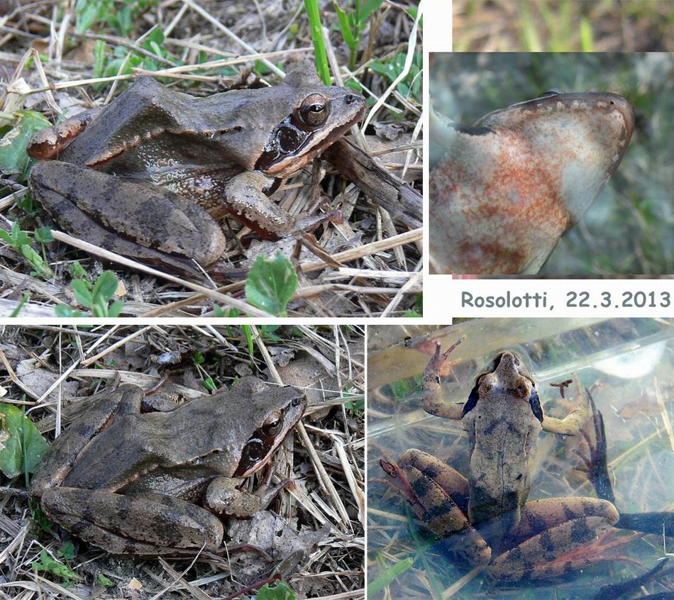 identificazione rane 1 - Rana dalmatina (livrea particolare)